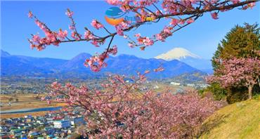 [HCM] Tour Nhật Bản Tết Nguyên Đán 2026: Hành Trình Vàng Mùa Đông